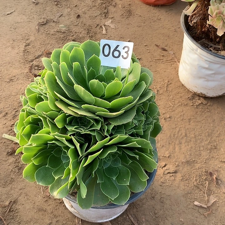 无花朵063绿杨蓉