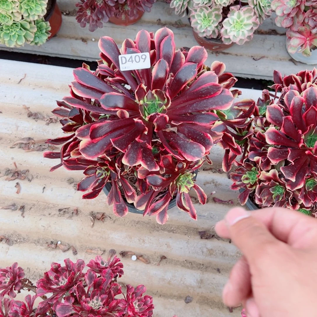409欧佳丽多肉植物