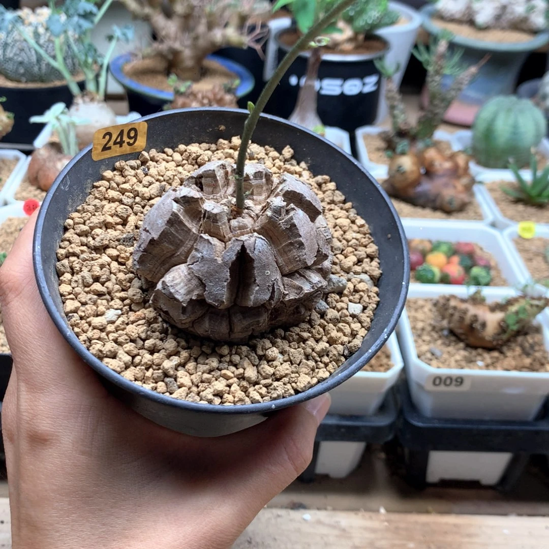 南非龟甲龙带盆福利5.7cm