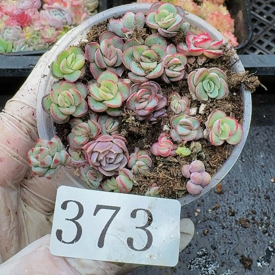 多肉植物多肉植物373