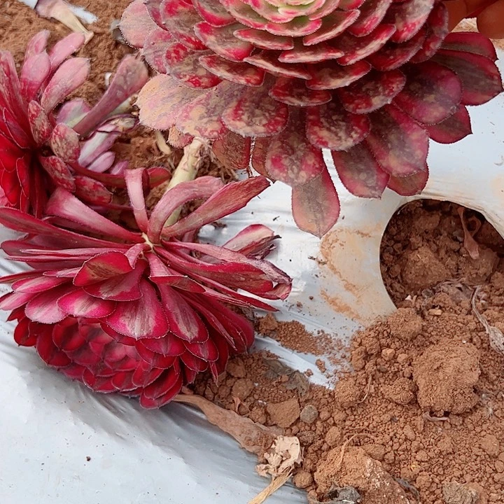 白月光单头多肉植物