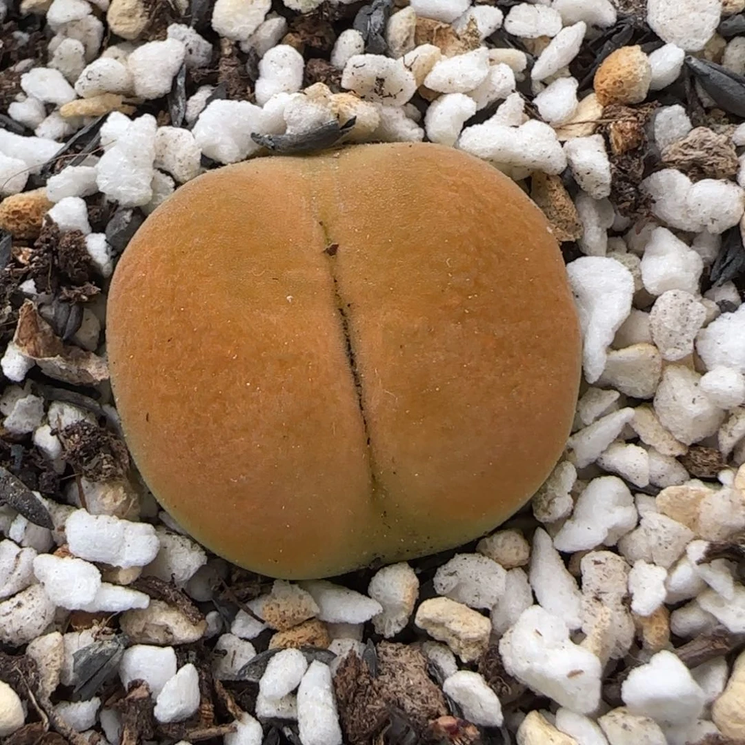 6.23。 蟠桃祖宗。8011。