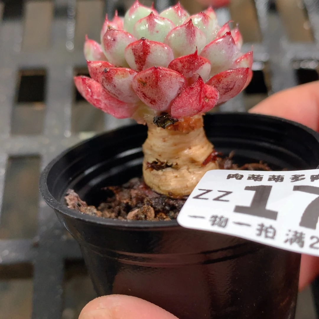 肉萌萌拇指盆精控多肉ZZ179