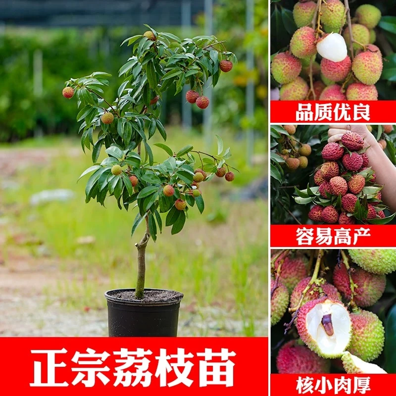 荔枝嫁接苗带土带叶庭院盆栽地栽四季种植