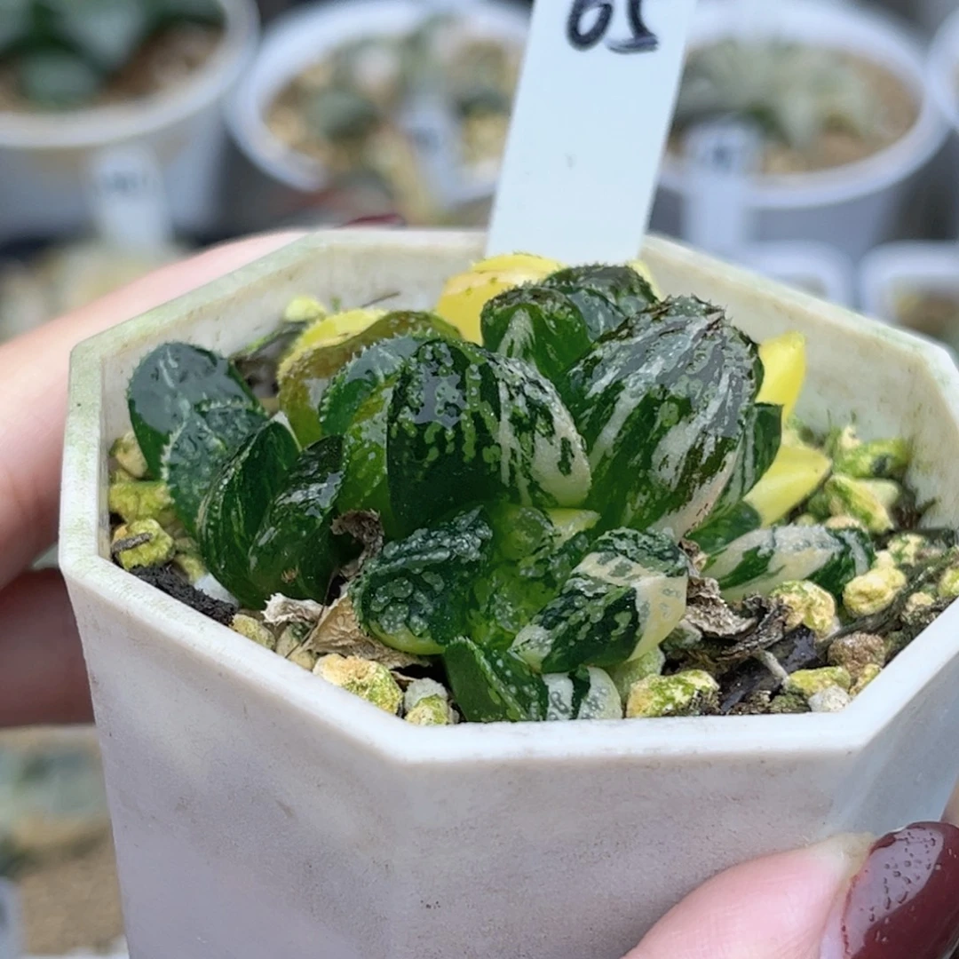 65群生摩多寿锦fulizhuanc