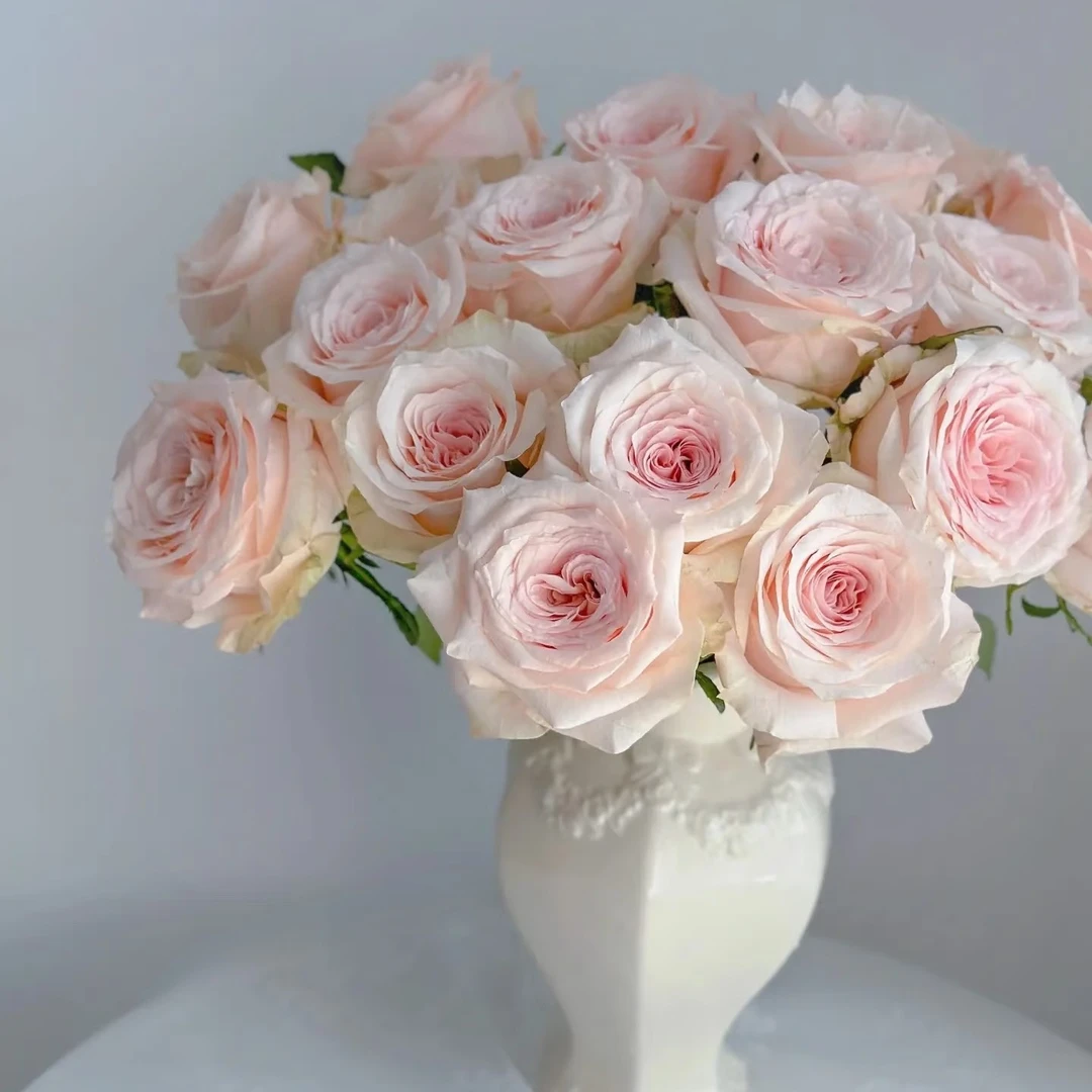 顺丰京东包邮，5朵A级双鱼座玫瑰。同品质买贵包退。一单也包邮。