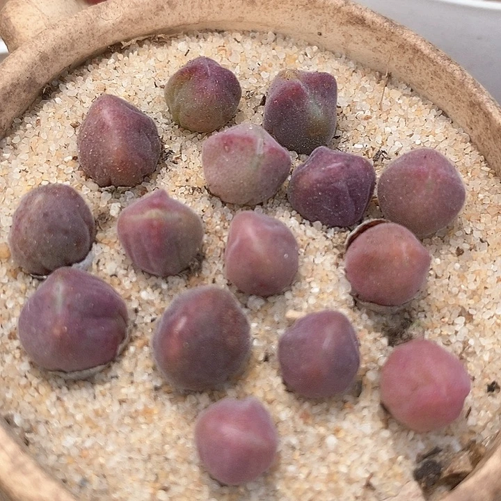 三年份紫空蝉一颗