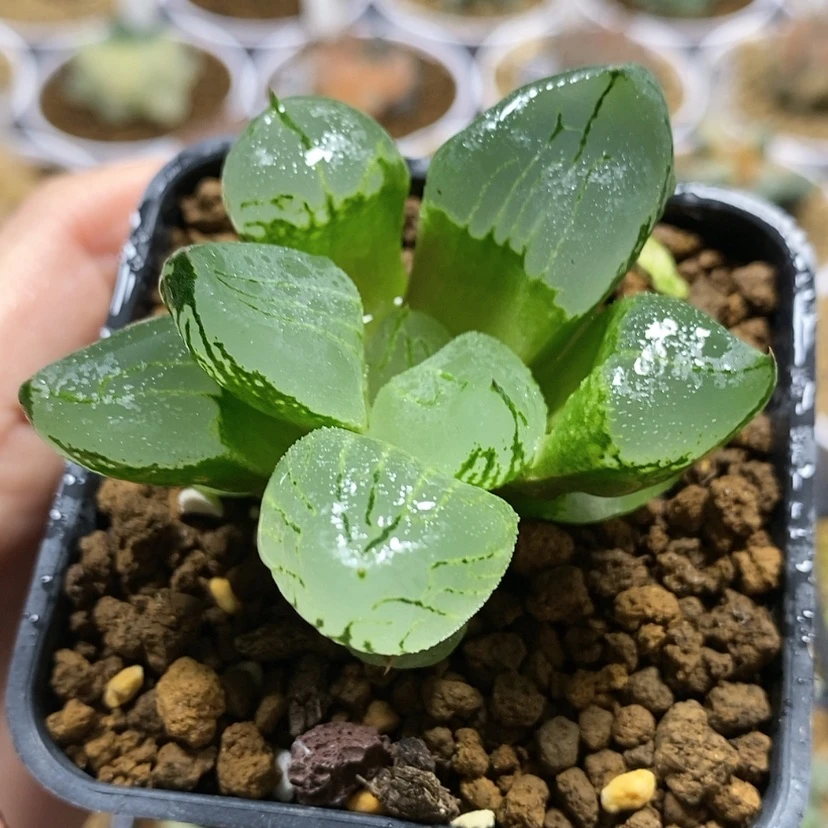 【闪购商品】60虞美人