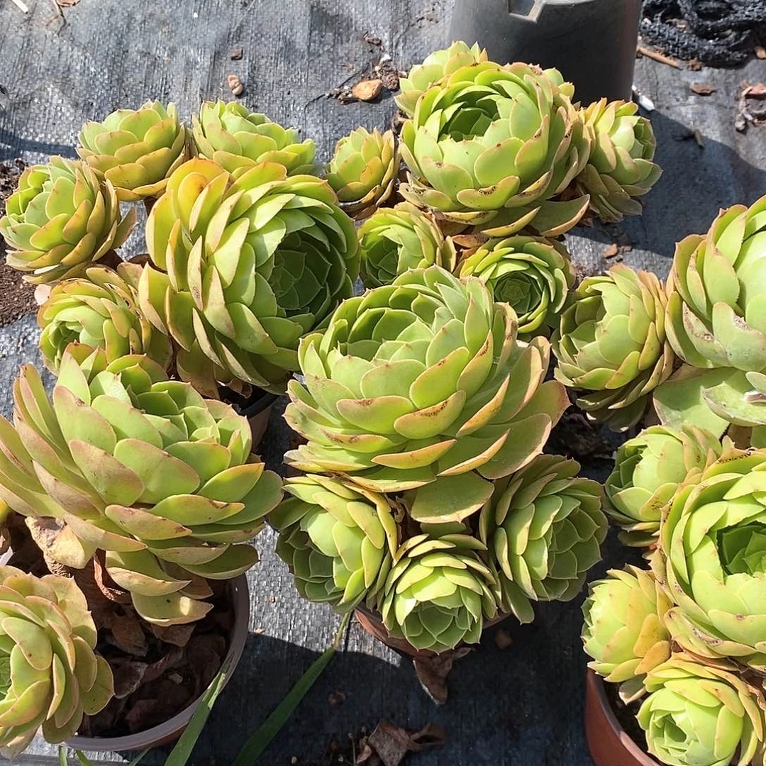 万圣节法师1颗多肉植物