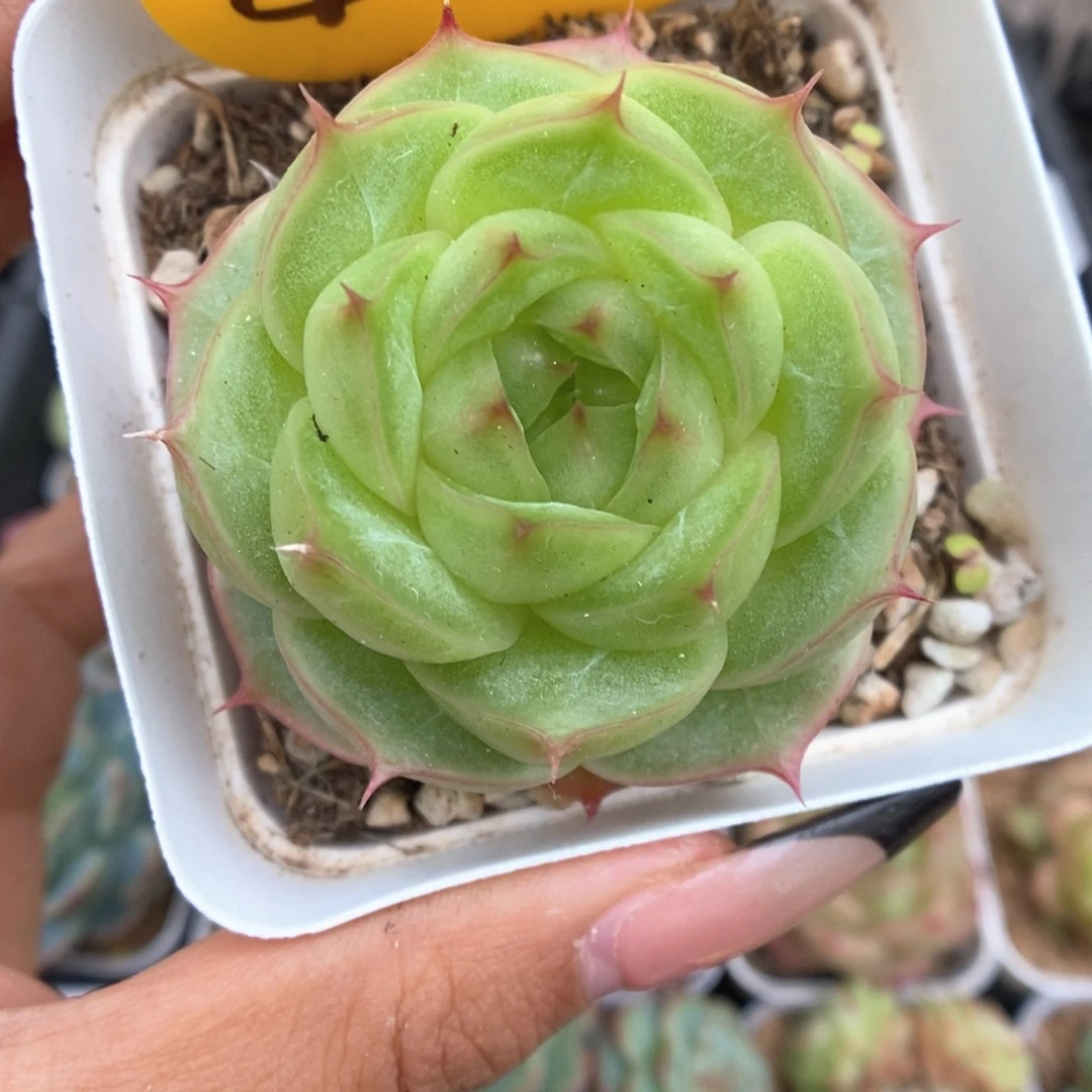云初麦秆405号。
