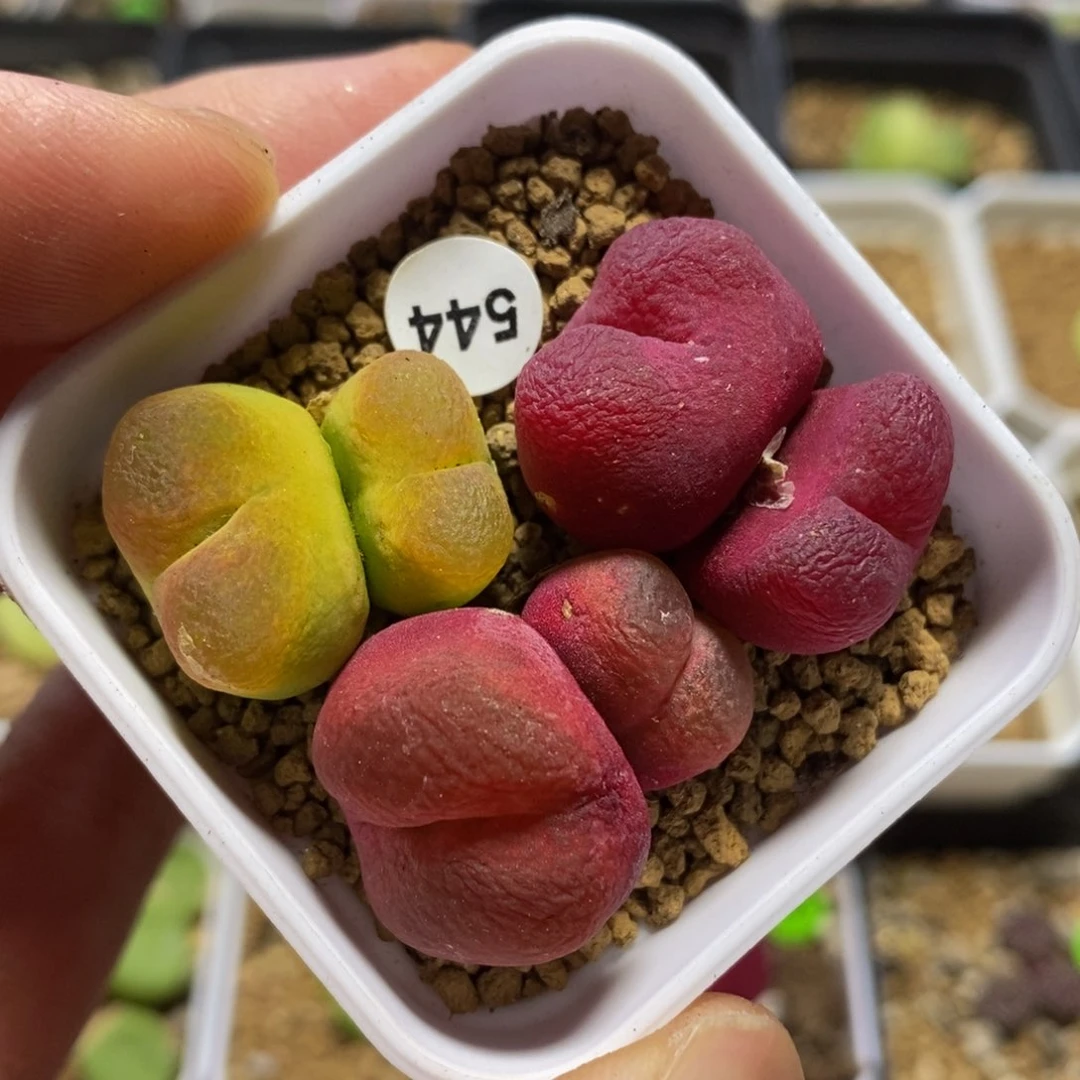 双头漂亮多肉脱土544