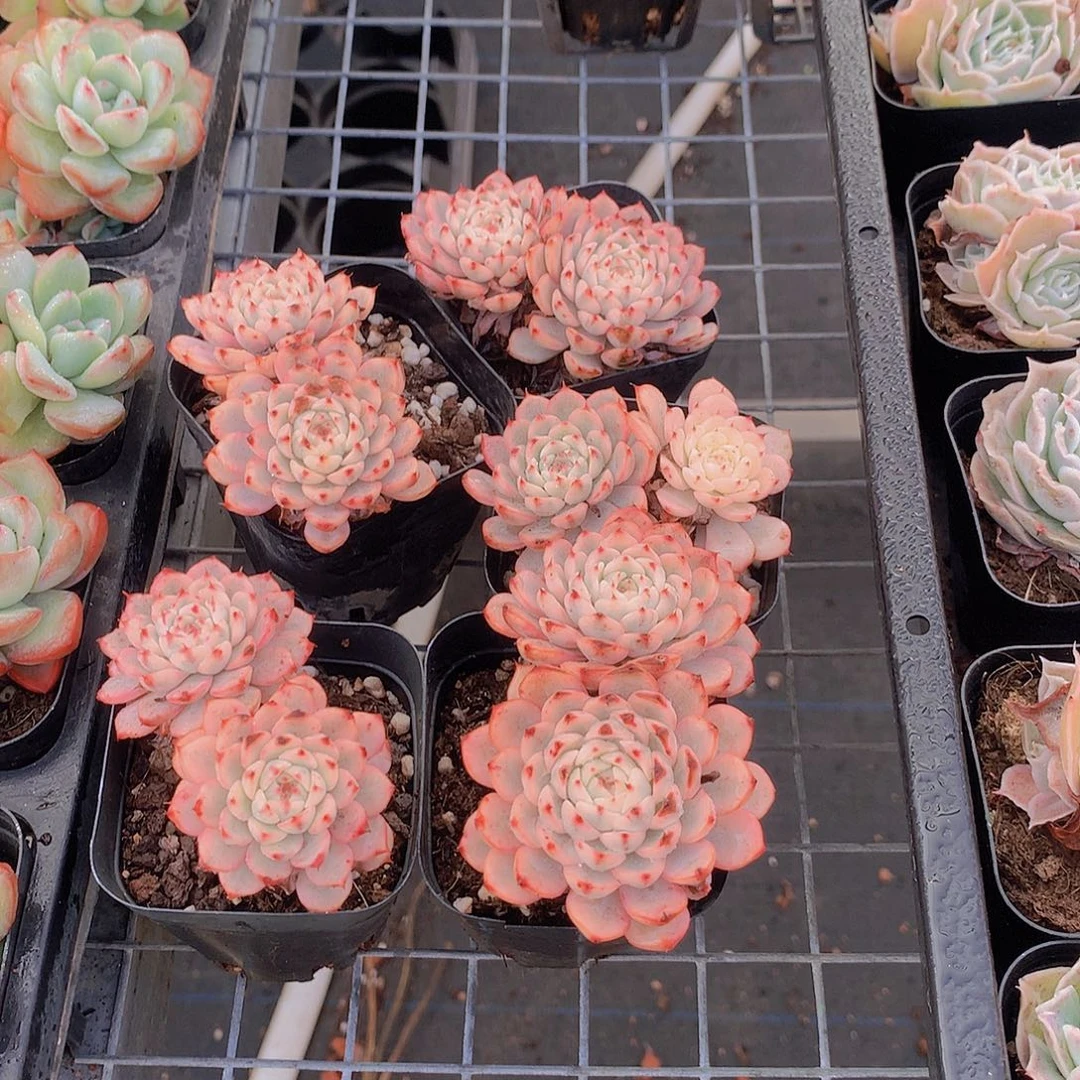 三颗姬莲锦3467788999000