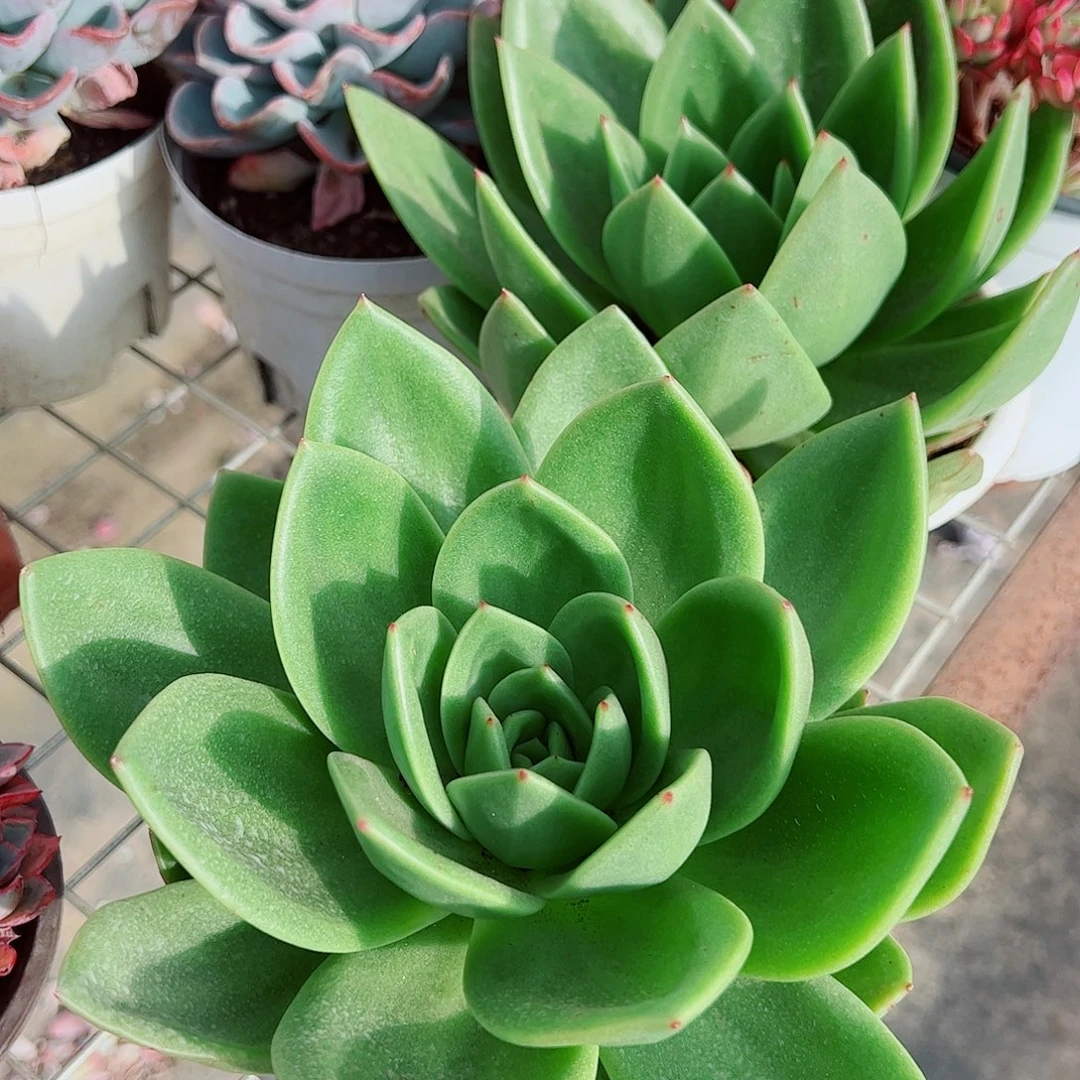 翠花大单头精品特价