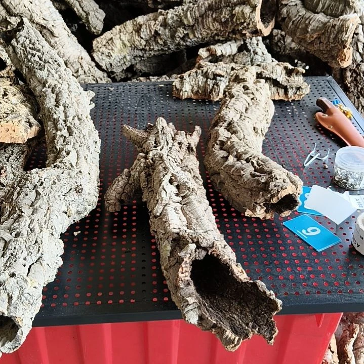 T***y顺顺利利，平平安安