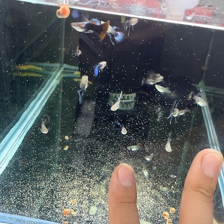 孔雀鱼蓝礼服大c红龙混搭包缸