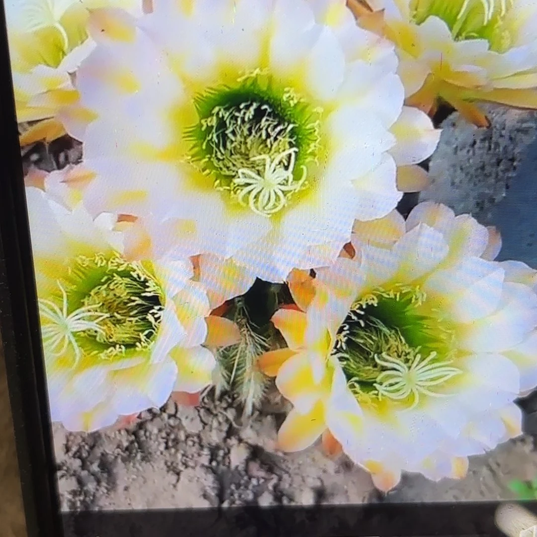 带根六月五毛侧牙20包邮仙人