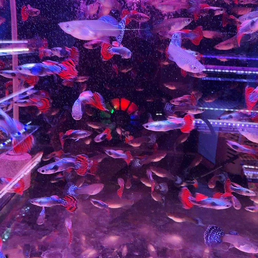 孔雀鱼小大耳30条(22条备损8条)