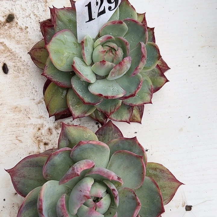 惊鸿惊鸿惊鸿129叶展11默认裸根发货