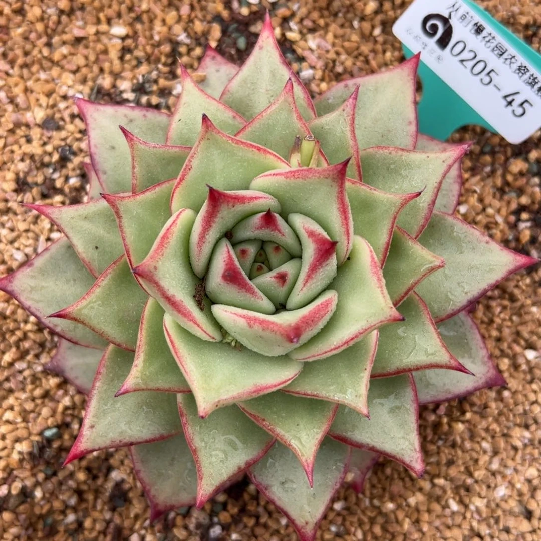 多肉一物一拍0205-45