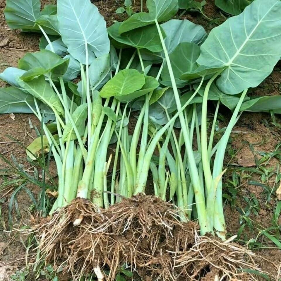 滴水观音水培盆栽室内外客厅甲醛盆景庭院绿植花卉四季净化空气