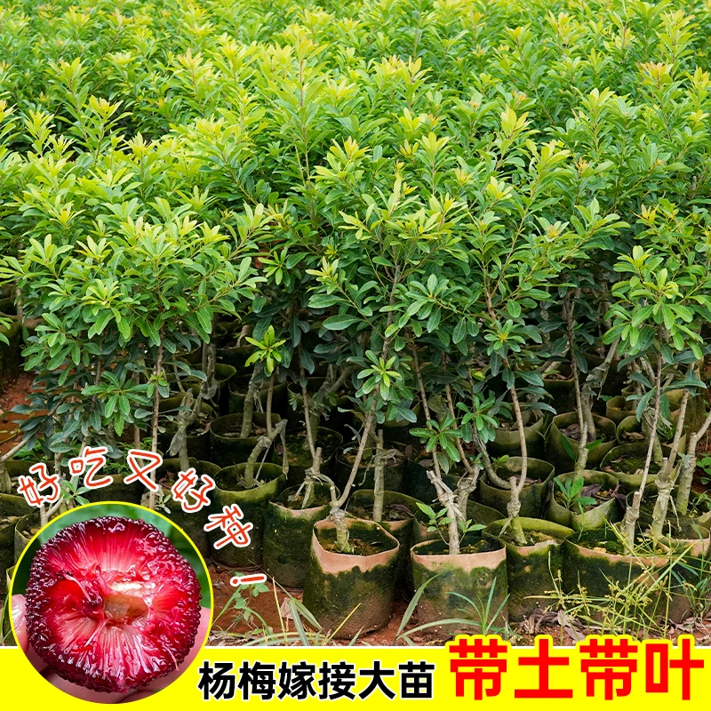 杨梅树苗嫁接苗南方种植正宗东魁盆栽黑炭早熟南北方果树带土带叶