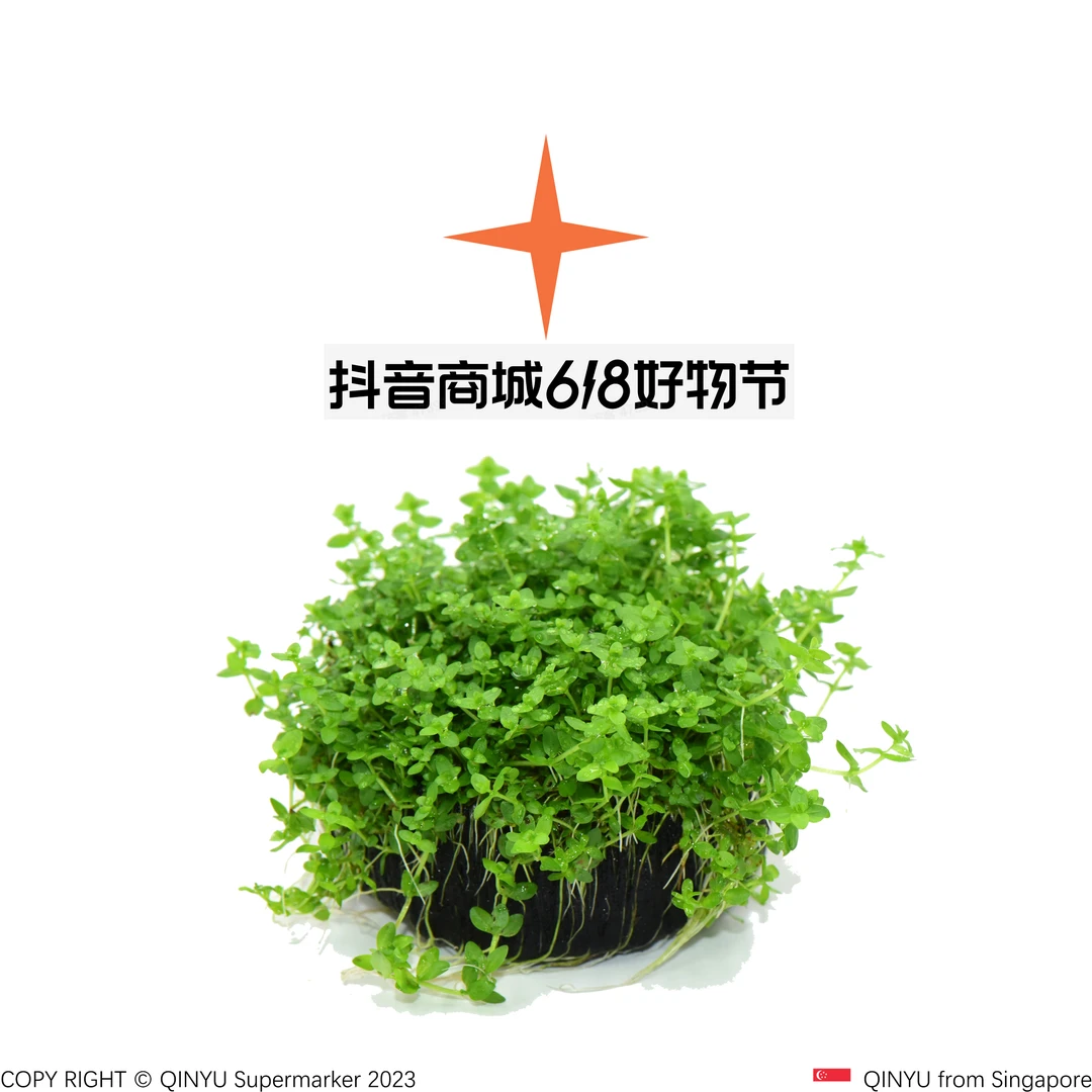 【年中大促】高珍珠坨草 新手懒人水草 无需底沙入缸成景