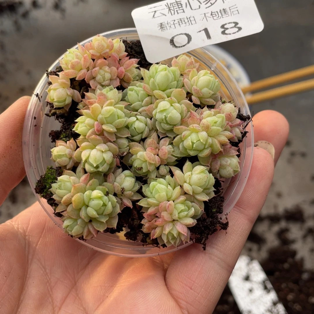 云糖心多肉植物18