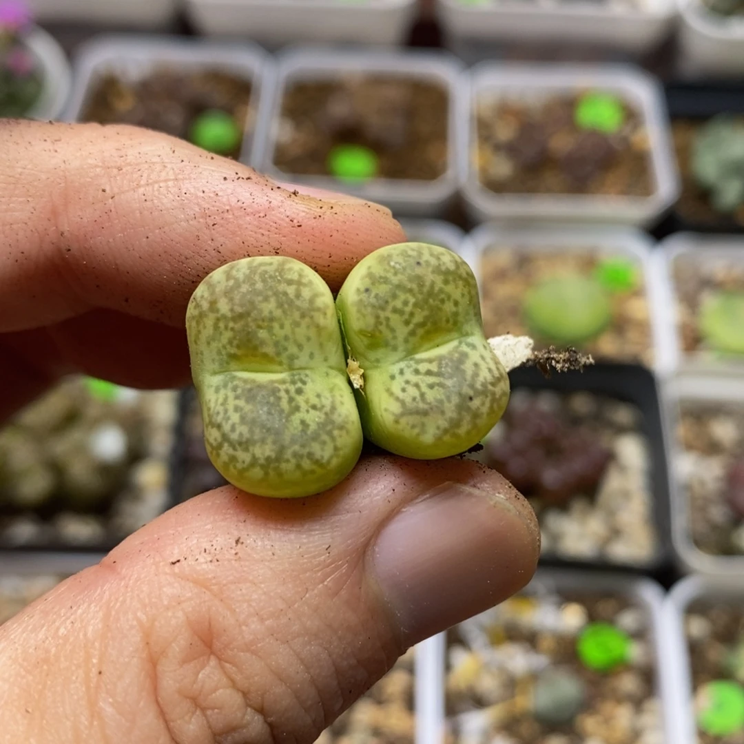杂交漂亮多肉植物71