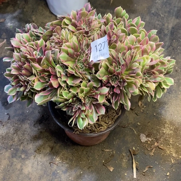 女神多肉断头不包1271