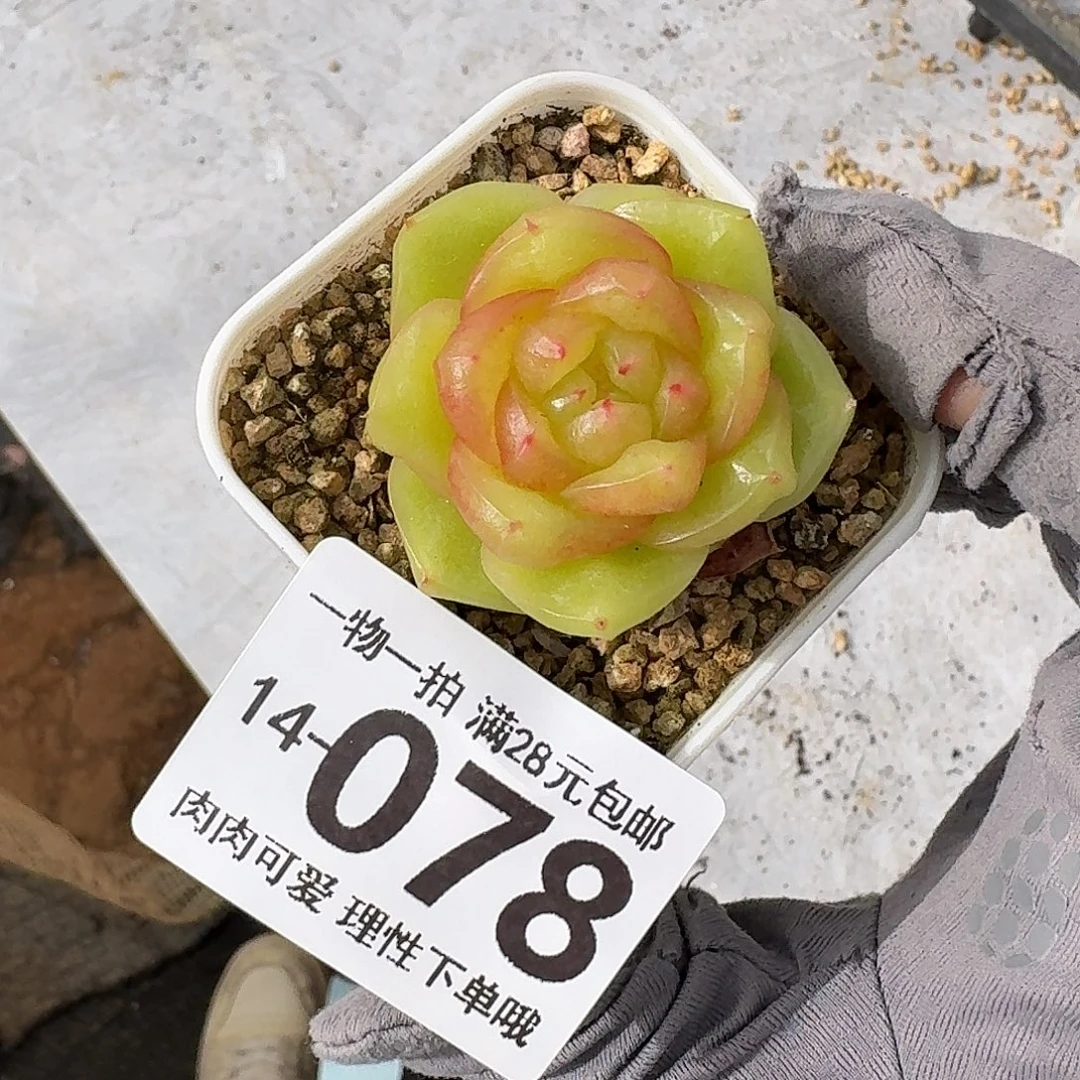 玉芷无盆土发货无