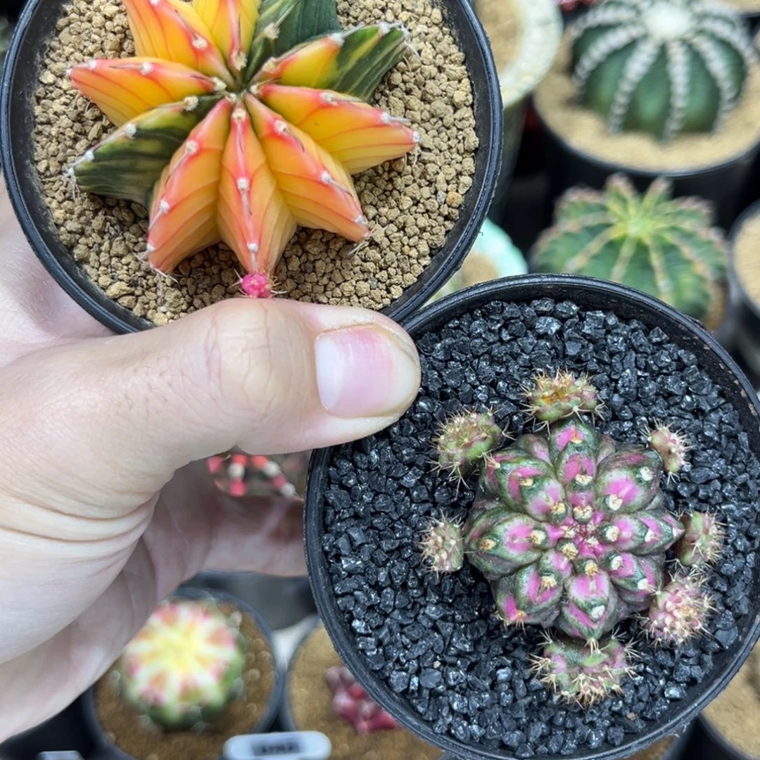 海神加肋骨锦——————