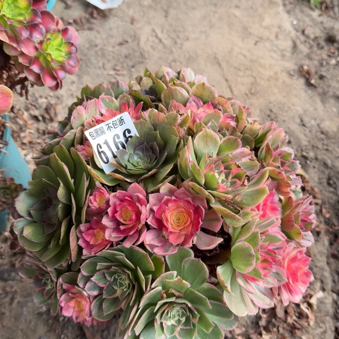 16-31法师丘比特6166