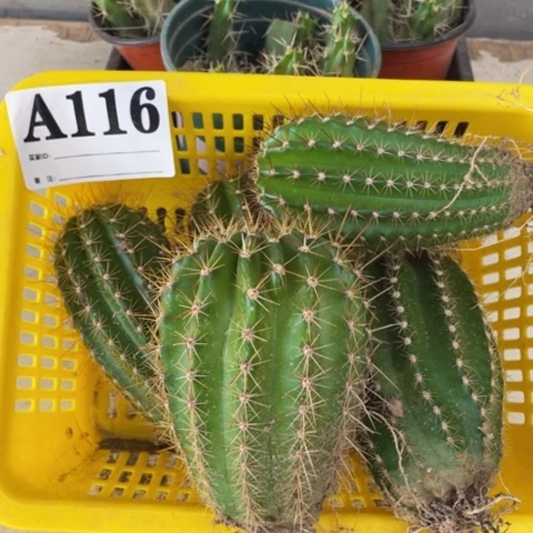 种子苗毛花柱A116