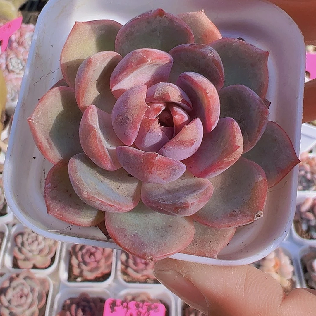 蓝莓19包邮多肉植物
