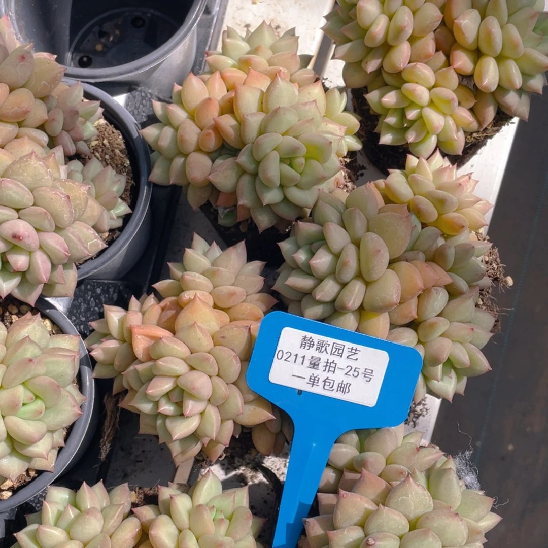 0211-25-精品大群全状态黄金象牙