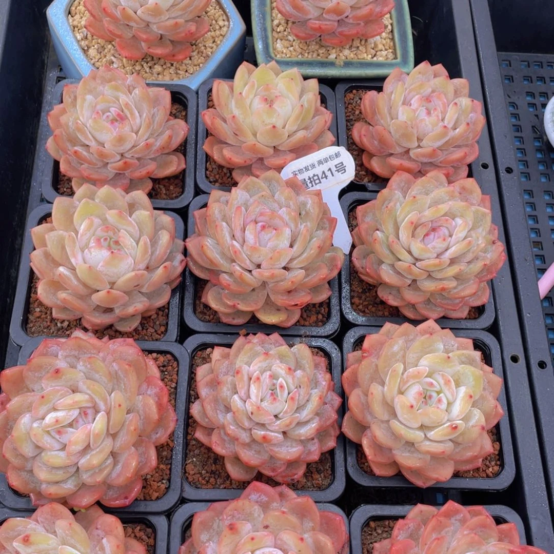 量拍41号奶油优选雪天使母本大单头一个