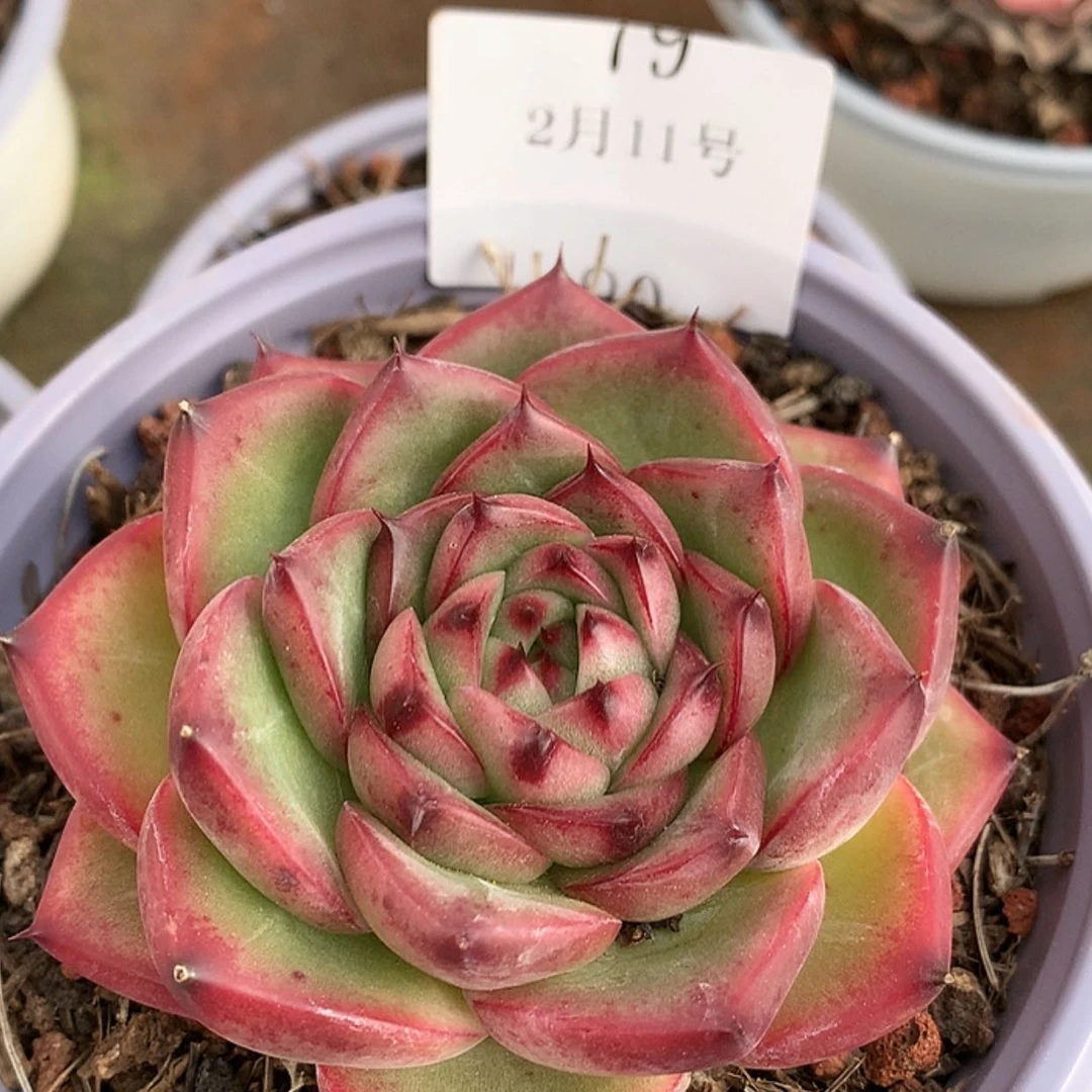 【闪购商品】云79号