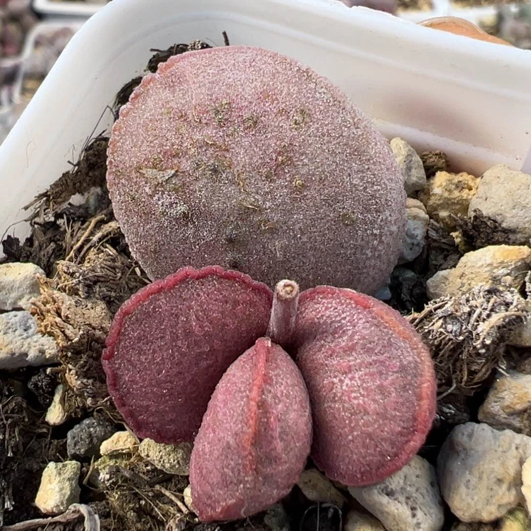 妖姬磨砂蛋多肉植物水泡