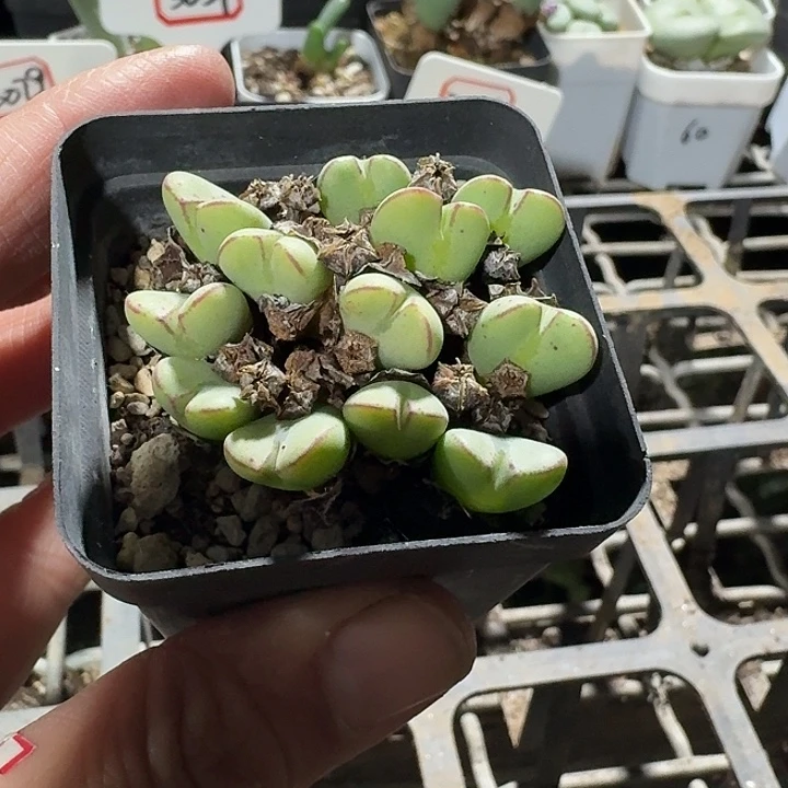 密密麻麻吗吗吗3033