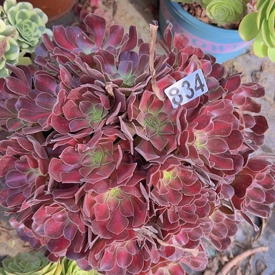 果***妈多肉植物一华那个