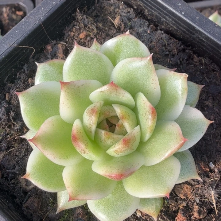 黑水晶锦腹轮锦多肉锦