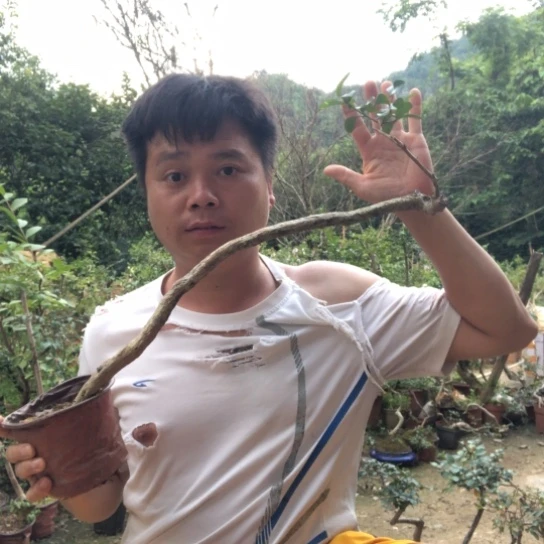 无花朵盆景素材盆栽植物