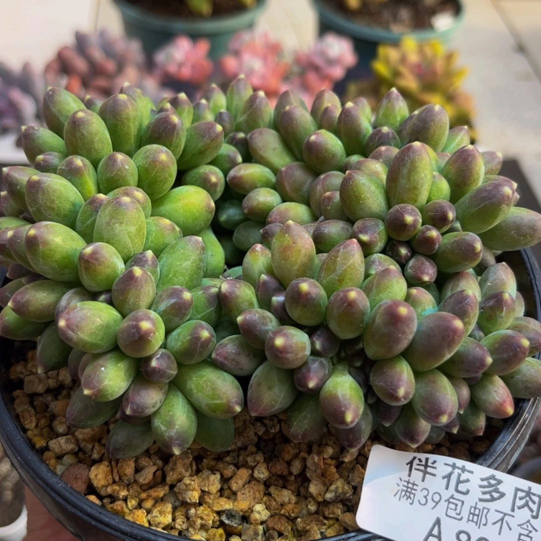 890香蕉树缀10cm多肉植物