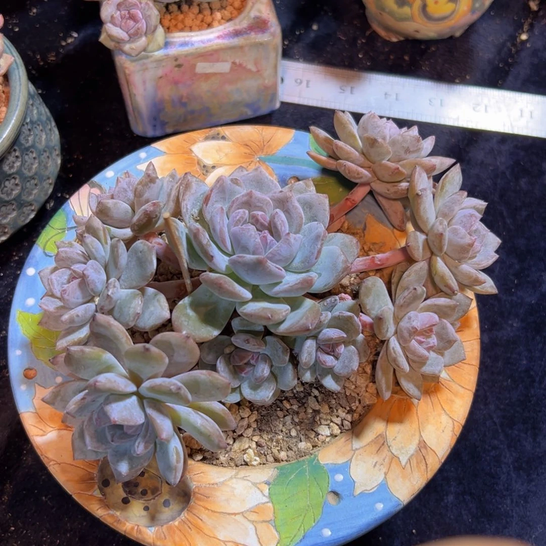 莎*新年快乐 新年快乐