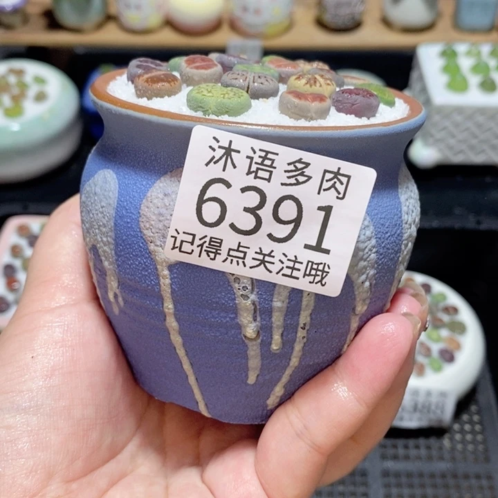 带盆土发货 精美盆栽 6391