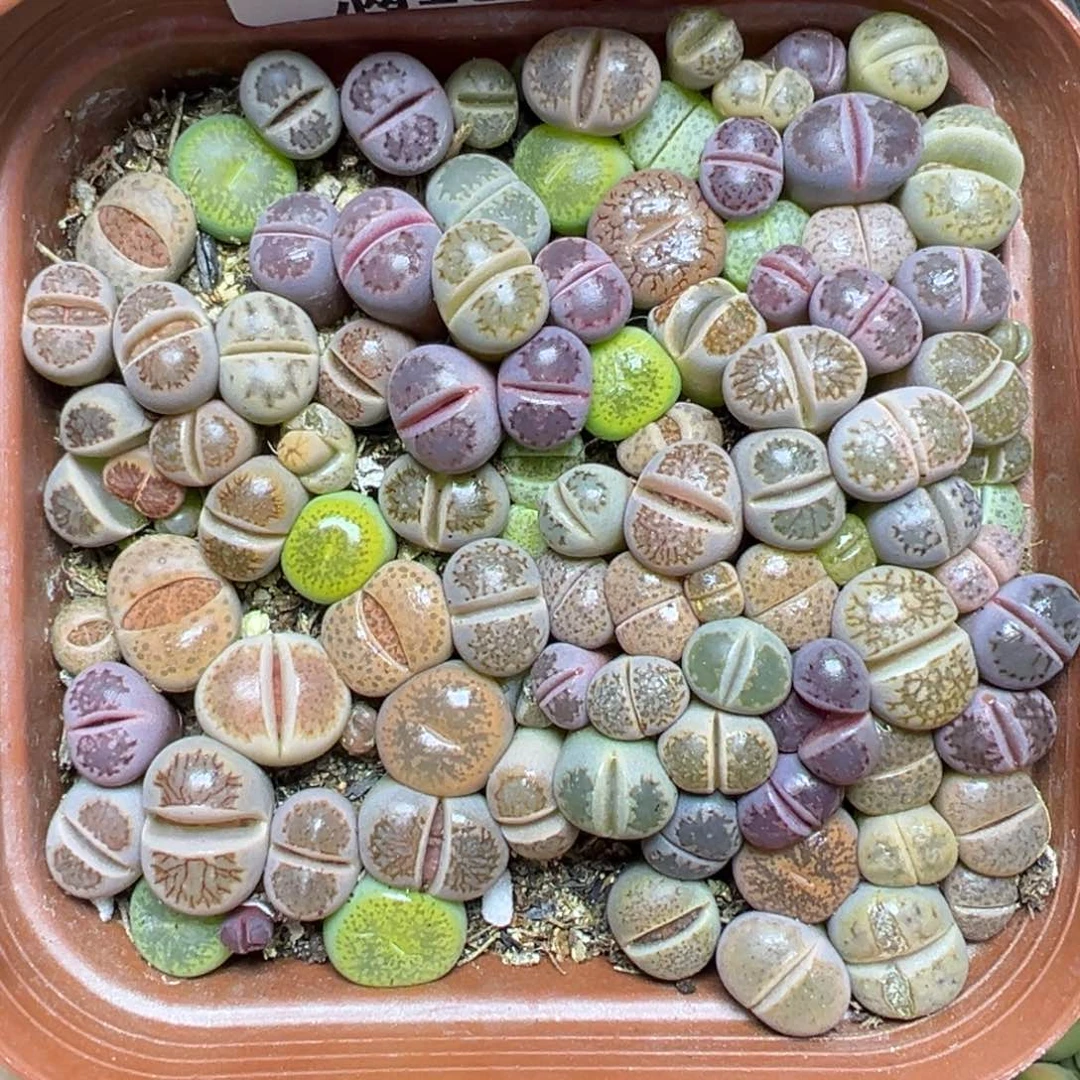【闪购商品】870……