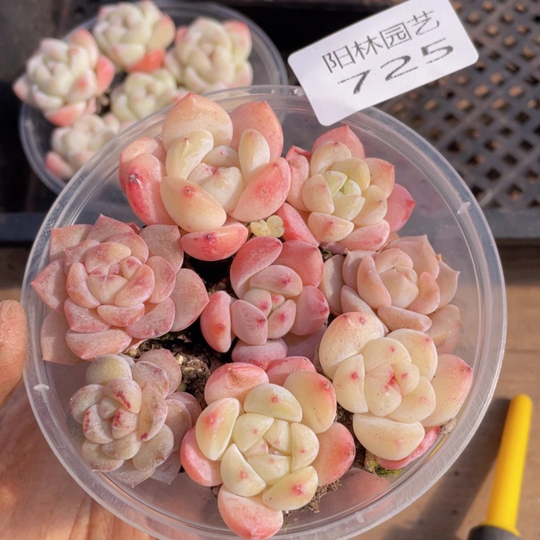 多肉植物多肉植物725