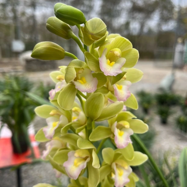 兰花蕙兰【香水香兰】年宵花带花剑带花苞清香好养易活花卉绿植盆栽