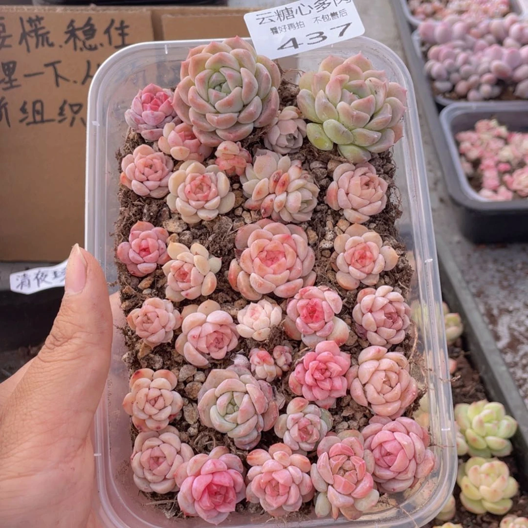 云糖心多肉植物437