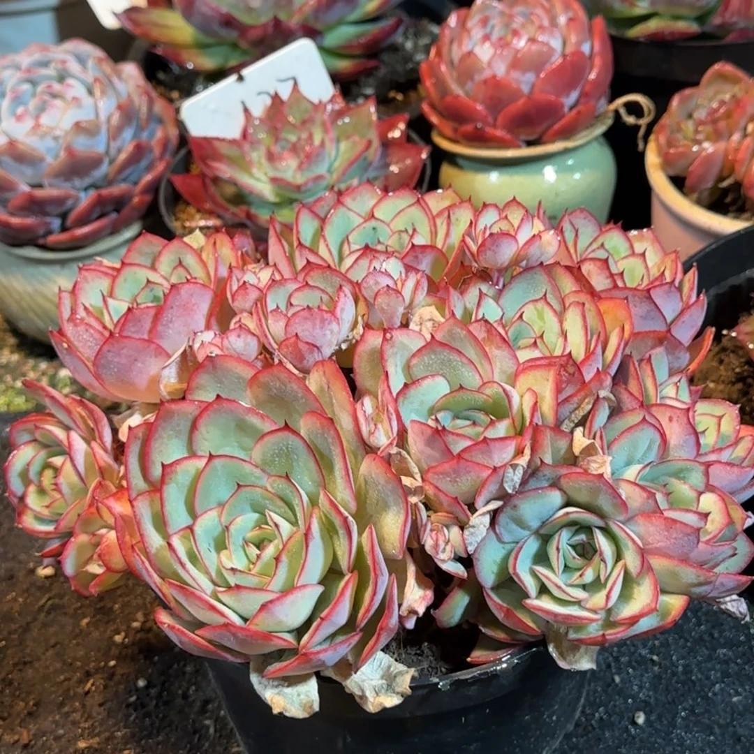 牡丹亭一物一拍包装收缩花旱
